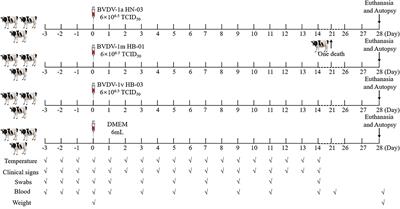 Isolation of BVDV-1a, 1m, and 1v strains from diarrheal calf in china and identification of its genome sequence and cattle virulence